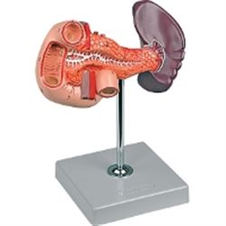 MODELLO ANATOMICO PANCREAS, DUODENO E MILZA - ingrandimento 1X - colorato