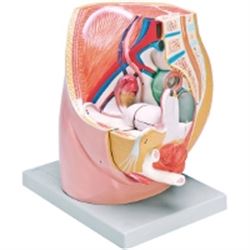 MODELLO ANATOMICO SISTEMA GENITALE FEMMINILE - dimensioni reali - colorato - 3 parti