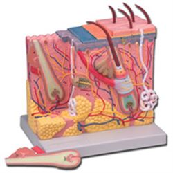 MODELLO ANATOMICO CUTE COMPLETO DI TUTTI GLI STRATI - ingrandimento 70X - colorato - 2 parti