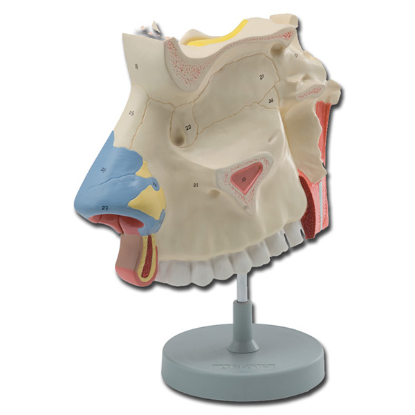 MODELLO CAVITÀ NASALI
