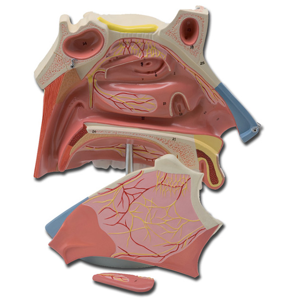 MODELLO CAVITÀ NASALI