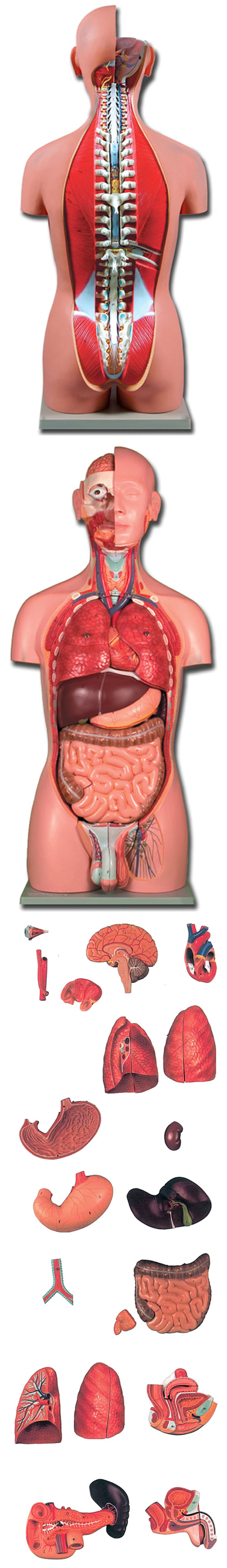 TORSO MUSCOLARE SCHIENA APERTA - 27 parti + cd rom