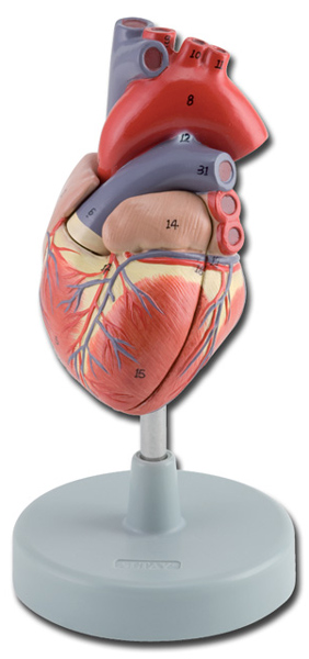 MODELLO ANATOMICO CUORE IN DIMENSIONI REALI NUMERATO