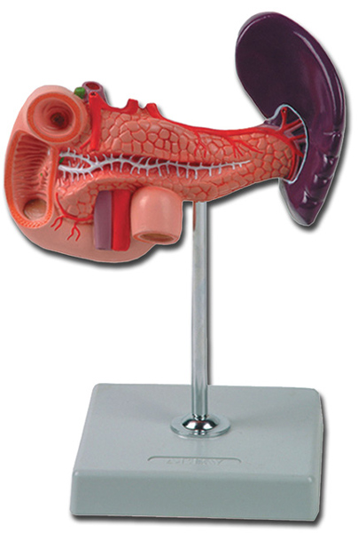 PANCREAS, DUODENO E MILZA - 1X